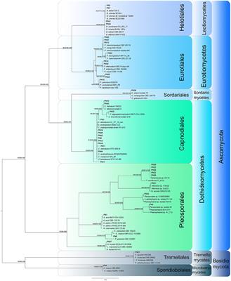 From marine neglected substrata new fungal taxa of potential biotechnological interest: the case of Pelagia noctiluca